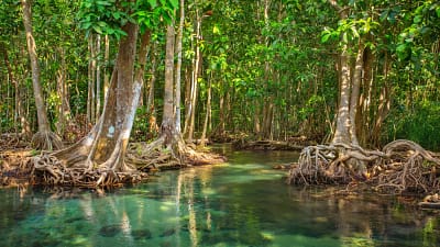 superbe mangrove avec palétuviers